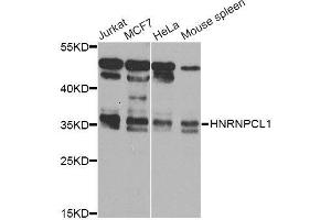 Western blot analysis of extracts of various cell lines, using HNRNPCL1 Antibody (ABIN5995850) at 1/1000 dilution. (HNRNPCL1 anticorps)