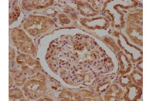 IHC image of ABIN7165849 diluted at 1:200 and staining in paraffin-embedded human kidney tissue performed on a Leica BondTM system.