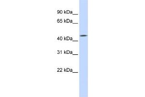 WB Suggested Anti-TMEFF1 Antibody Titration:  0. (TMEFF1 anticorps  (Middle Region))