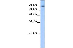 LNX1 antibody used at 1. (LNX1 anticorps  (C-Term))