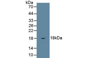 Detection of Recombinant RLN3, Rat using Monoclonal Antibody to Relaxin 3 (RLN3) (Relaxin 3 anticorps  (AA 1-140))