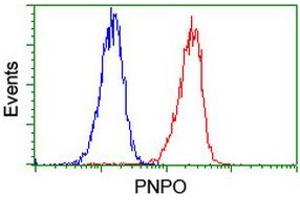 Image no. 6 for anti-Pyridoxamine 5'-Phosphate Oxidase (PNPO) antibody (ABIN1500318)
