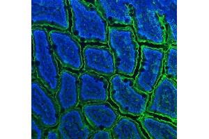 IF analysis of CD13/Anpep using anti-CD13/Anpep antibody (ABIN7602222).