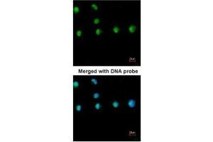 ICC/IF Image Immunofluorescence analysis of paraformaldehyde-fixed HeLa, using COUP TF1 , antibody at 1:200 dilution.