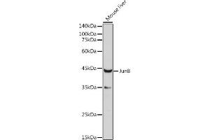 Western blot analysis of extracts of Mouse liver, using JunB antibody (ABIN6130512, ABIN6142672, ABIN6142673 and ABIN6220904) at 1:1000 dilution.