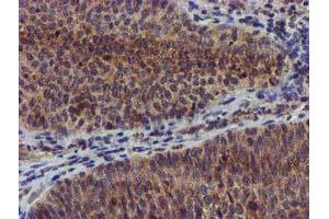 Image no. 5 for anti-Coiled-Coil-Helix-Coiled-Coil-Helix Domain Containing 5 (CHCHD5) (AA 1-110) antibody (ABIN1490561) (CHCHD5 anticorps  (AA 1-110))