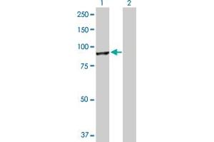 Western Blot analysis of CUL4A expression in transfected 293T cell line by CUL4A MaxPab polyclonal antibody.