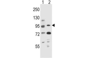 AHR antibody western blot analysis in (1) mouse NIH3T3 and (2) human T47D cell line lysate.
