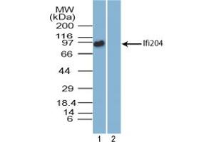 Image no. 2 for anti-Interferon Activated Gene 204 (Ifi204) (AA 70-120) antibody (ABIN960220) (Ifi204 anticorps  (AA 70-120))