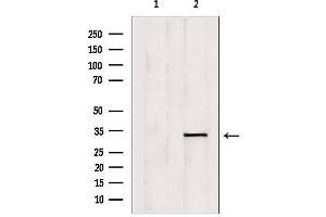 Western blot analysis of extracts from mouse brain, using OVOL1 Antibody. (OVOL1 anticorps  (N-Term))