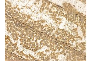SERC1 Mouse Monoclonal Antibody at 1/100 staining mouse testis tissue by IHC-P. (SERINC1 anticorps  (C-Term))