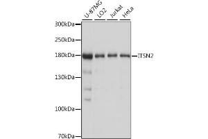 Western blot analysis of extracts of various cell lines, using ITSN2 antibody (ABIN7268015) at 1:1000 dilution.