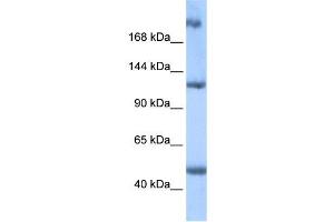 WB Suggested Anti-APC2 Antibody Titration:  0. (APC2 anticorps  (Middle Region))