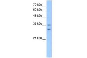 Image no. 1 for anti-Olfactory Receptor, Family 6, Subfamily C, Member 70 (OR6C70) (C-Term) antibody (ABIN205050)