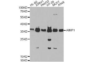 Western blot analysis of extracts of various cell lines, using AIMP1 Antibody. (AIMP1 anticorps)