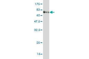 Western Blot detection against Immunogen (70.