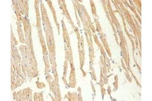 Immunohistochemistry of paraffin-embedded Mouse heart tissue using ABIN7148662 at dilution of 1:100 (CKM anticorps  (AA 1-379))