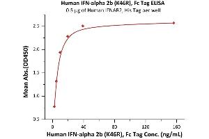 Immobilized Human IFNAR2, His Tag (ABIN2181253,ABIN2181252) at 5 μg/mL (100 μL/well) can bind Human  2b (K46R), Fc Tag (ABIN6992387) with a linear range of 2. (IFN alpha 2b Protein (AA 24-188) (Fc Tag))