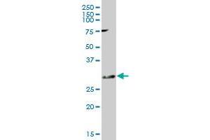 KCNIP2 MaxPab polyclonal antibody.