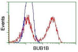 Image no. 4 for anti-Budding Uninhibited By Benzimidazoles 1 Homolog beta (Yeast) (BUB1B) antibody (ABIN1496996) (BUB1B anticorps)