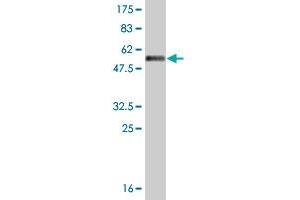 Western Blot detection against Immunogen (56.