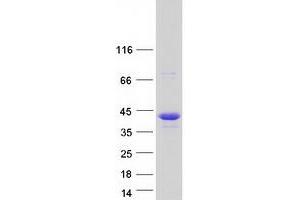 Validation with Western Blot (NUP35 Protein (Myc-DYKDDDDK Tag))