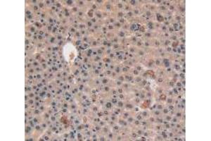 IHC-P analysis of Mouse Liver Tissue, with DAB staining. (VEGFC anticorps  (AA 108-223))