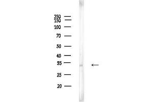 anti-Peroxisomal Biogenesis Factor 19 (PEX19) (Internal Region) antibody