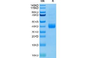 Biotinylated Human NKp46 (Primary Amine Labeling) on Tris-Bis PAGE under reduced condition.