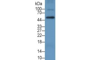 Rabbit Detection antibody from the kit in WB with Positive Control:  Sample Human THP1 cell lysate.