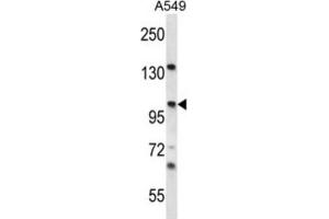 Western Blotting (WB) image for anti-Unc-45 Homolog A (UNC45A) antibody (ABIN2996976) (UNC45A anticorps)