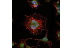 Immunofluorescence analysis of Hela cells using LHX2 mouse mAb (green). (LHX2 anticorps)