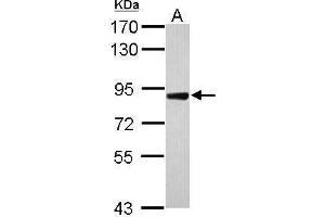 WB Image Sample (30 ug of whole cell lysate) A: Raji 7.