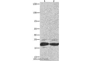 Western blot analysis of Mouse spleen tissue and RAW264. (FADD anticorps)