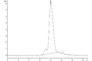 The purity of Human CA125 is greater than 95 % as determined by SEC-HPLC.