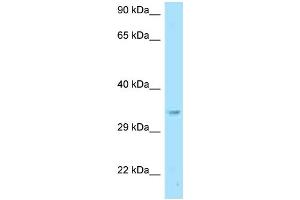 WB Suggested Anti-Gnb2l1 Antibody Titration: 1. (GNB2L1 anticorps  (N-Term))