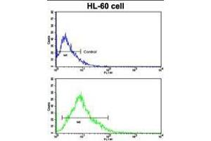 Flow cytometric analysis of HL-60 cells using HLA-DRA Antibody (C-term) (bottom histogram) compared to a negative control cell (top histogram). (HLA-DRA anticorps  (C-Term))