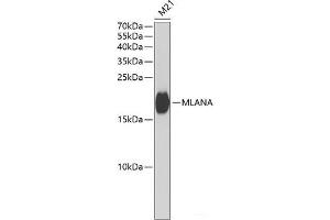 Western blot analysis of extracts of M21 cells using MLANA Polyclonal Antibody at dilution of 1:1000. (MLANA anticorps)