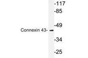 Western blot analyzes of Connexin 43 antibody in extracts from mouse heart cells. (Connexin 43/GJA1 anticorps)