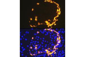 Immunofluorescence analysis of mouse pancreas using GLP-1 antibody (ABIN7267392) at dilution of 1:100.