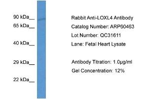 Western Blotting (WB) image for anti-Lysyl Oxidase-Like 4 (LOXL4) (Middle Region) antibody (ABIN2788454)