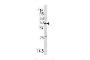 Western blot analysis of anti-MARS2 Antibody (AP7841b) in mouse testis tissue lysates (35ug/lane). (MARS anticorps  (C-Term))