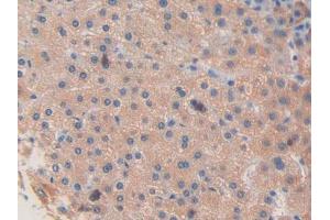 Used in DAB staining on fromalin fixed paraffin- embedded liver tissue (Factor VIII anticorps  (AA 2253-2346))