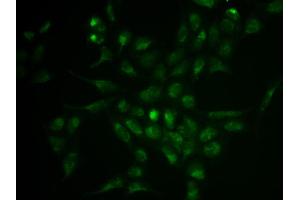 Immunofluorescence analysis of HeLa cell using SELPLG antibody. (SELPLG anticorps  (AA 40-280))