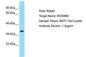Image no. 1 for anti-R3H Domain Containing 4 (R3HDM4) (AA 45-94) antibody (ABIN6750725) (R3HDM4 anticorps  (AA 45-94))