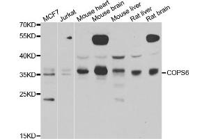 Western blot analysis of extracts of various cell lines, using COPS6 antibody (ABIN5974254) at 1/1000 dilution. (COPS6 anticorps)
