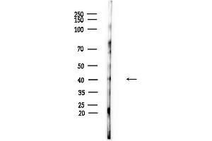 anti-CaMKIIalpha/delta (Internal Region) antibody