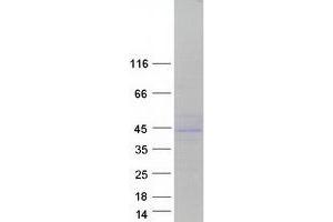Validation with Western Blot
