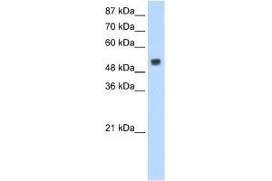 WB Suggested Anti-DRB1 Antibody Titration:  1. (DRB1 anticorps  (N-Term))