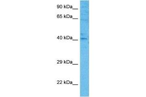 Host:  Mouse  Target Name:  FOSB  Sample Tissue:  Mouse Pancreas  Antibody Dilution:  1ug/ml